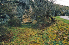 Pour aller sur le site, cliquez sur l'image !